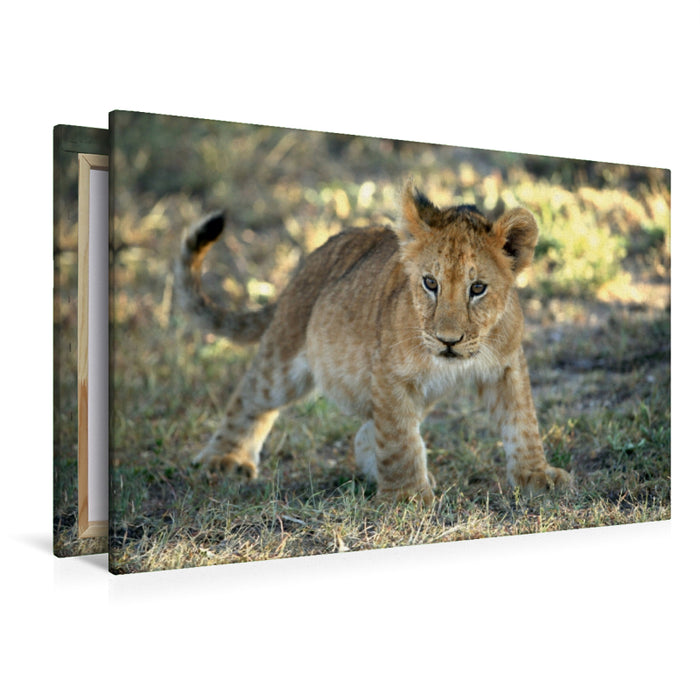 Toile textile premium Toile textile premium 120 cm x 80 cm paysage Lion, Kenya 