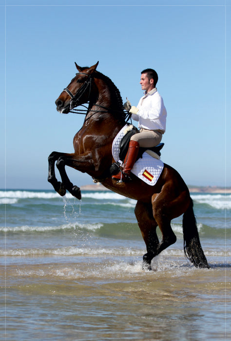 Premium Textil-Leinwand Premium Textil-Leinwand 80 cm x 120 cm  hoch Am Strand: Spanischer Reiter mit steigendem Hengst