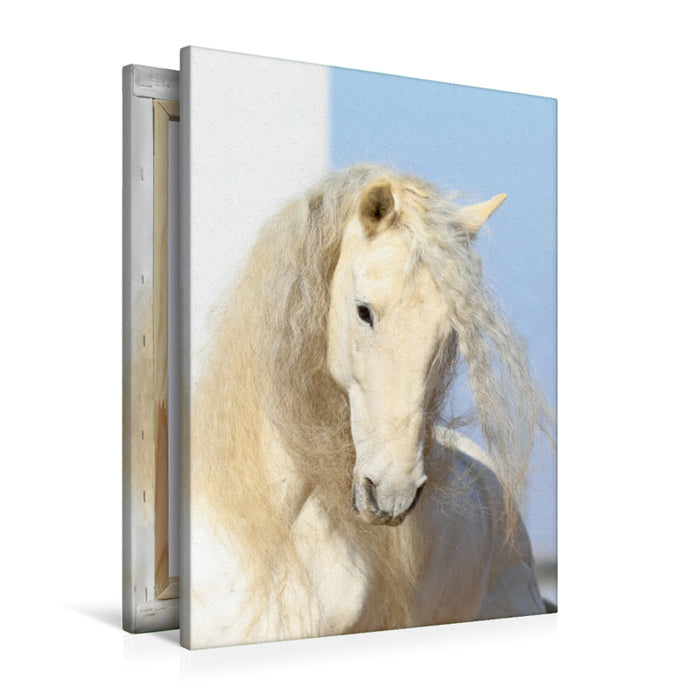 Premium Textil-Leinwand Premium Textil-Leinwand 60 cm x 90 cm hoch Ein Motiv aus dem Kalender Caballos - Die schönen Pferde Spaniens