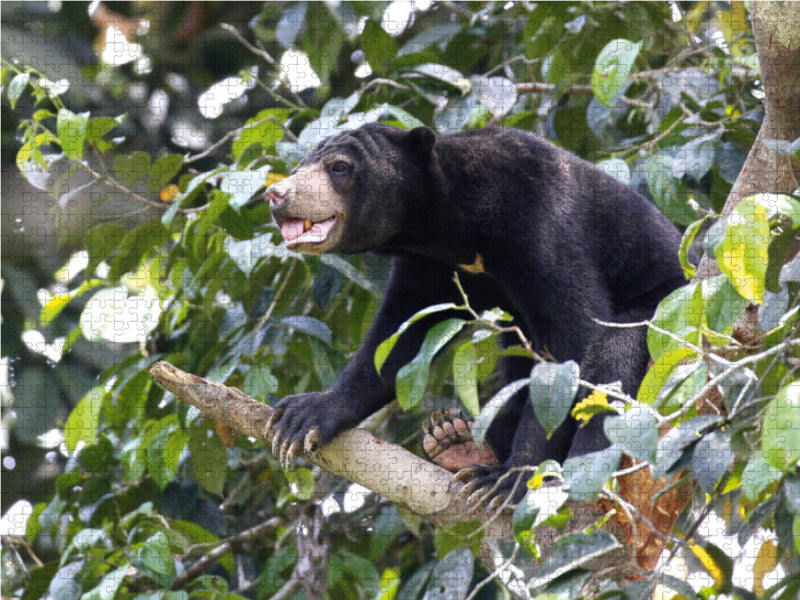 Malaienbär auf dem Kletterbaum - CALVENDO Foto-Puzzle - calvendoverlag 29.99