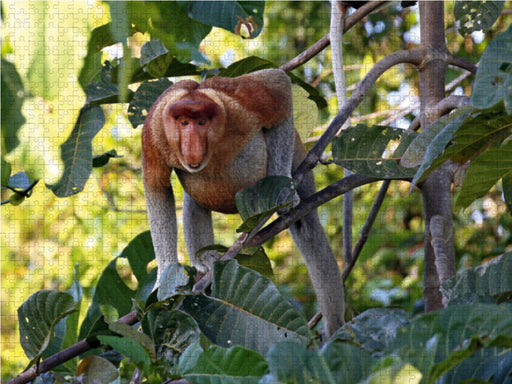 Nasenaffe, Borneo - CALVENDO Foto-Puzzle - calvendoverlag 29.99