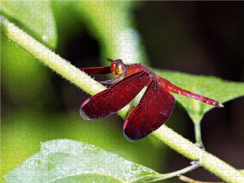 Feuerlibelle, Borneo - CALVENDO Foto-Puzzle - calvendoverlag 29.99