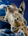 Giraffe - CALVENDO Foto-Puzzle - calvendoverlag 29.99