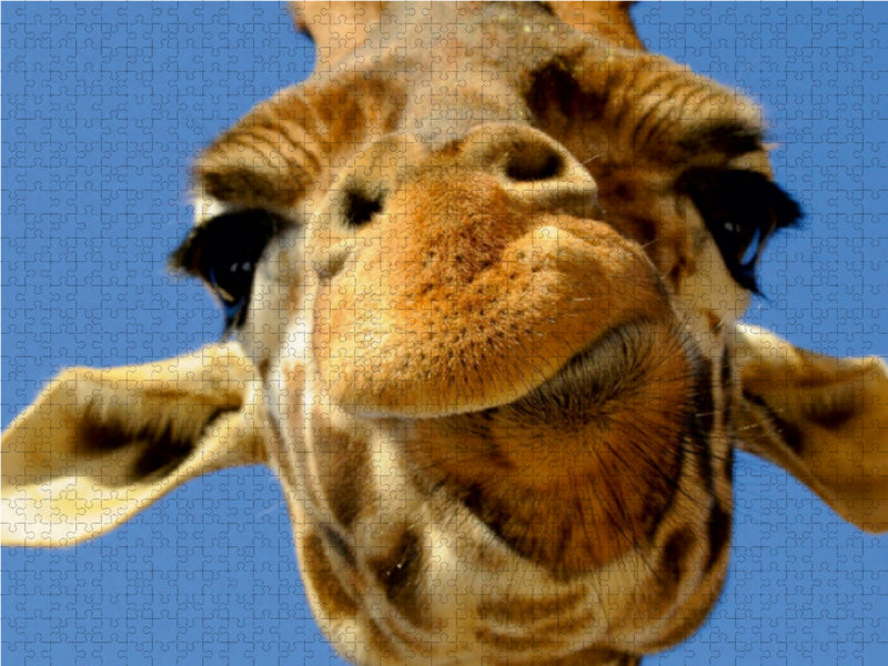Giraffe - CALVENDO Foto-Puzzle - calvendoverlag 29.99