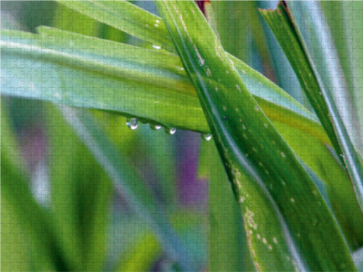 Gras in den Bergen nach dem Regen - CALVENDO Foto-Puzzle - calvendoverlag 29.99