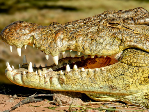 Urzeitreptilien - Krokodil - CALVENDO Foto-Puzzle - calvendoverlag 29.99