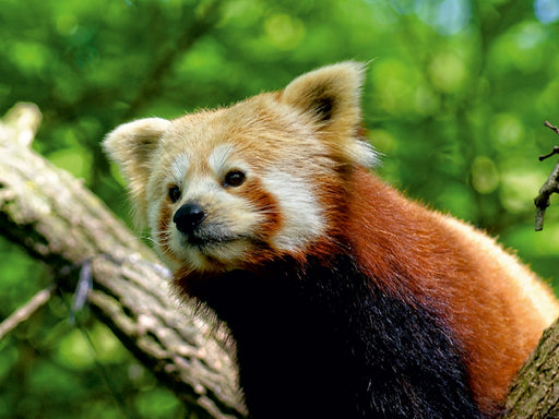 Kleiner Panda auf Entdeckungstour - CALVENDO Foto-Puzzle - calvendoverlag 29.99