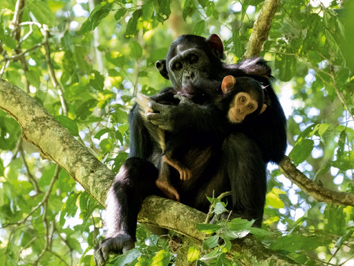 Schimpansen im Mahagoni-Urwald - CALVENDO Foto-Puzzle - calvendoverlag 29.99