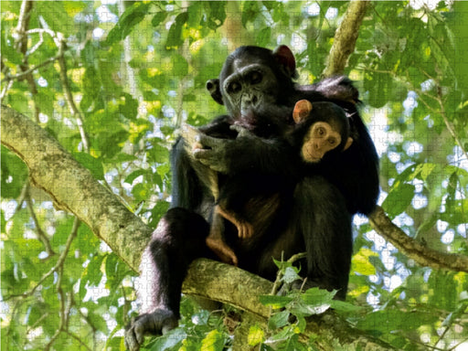 Schimpansen im Mahagoni-Urwald - CALVENDO Foto-Puzzle - calvendoverlag 29.99
