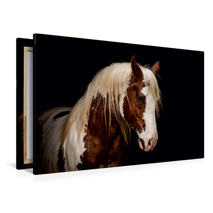Premium Textil-Leinwand Premium Textil-Leinwand 120 cm x 80 cm quer Paint Horse Hengst