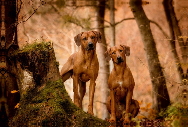 Premium Textil-Leinwand Premium Textil-Leinwand 120 cm x 80 cm quer Ein Motiv aus dem Kalender Rhodesian Ridgeback - Herzen auf vier Pfoten