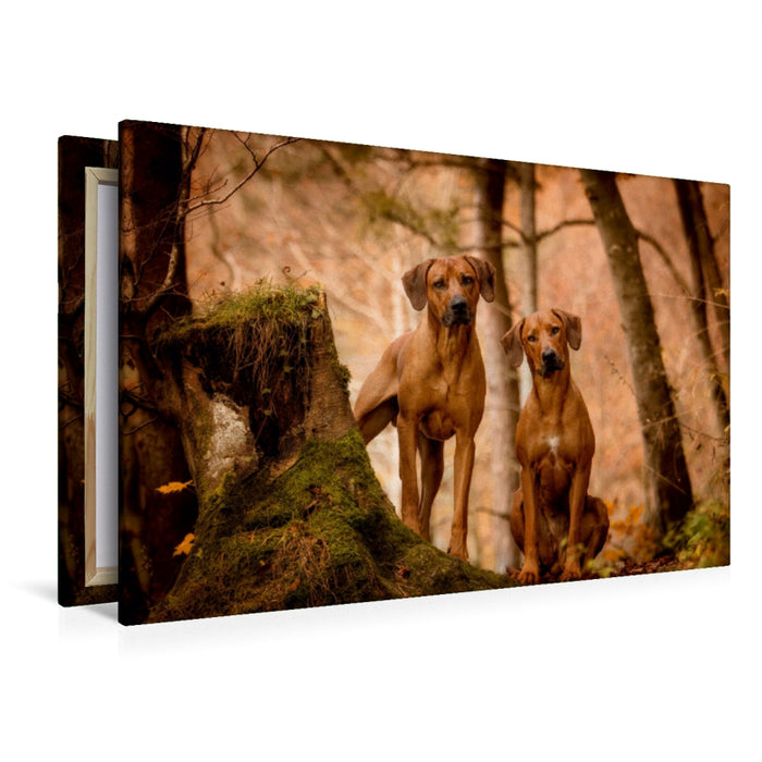 Premium Textil-Leinwand Premium Textil-Leinwand 120 cm x 80 cm quer Ein Motiv aus dem Kalender Rhodesian Ridgeback - Herzen auf vier Pfoten