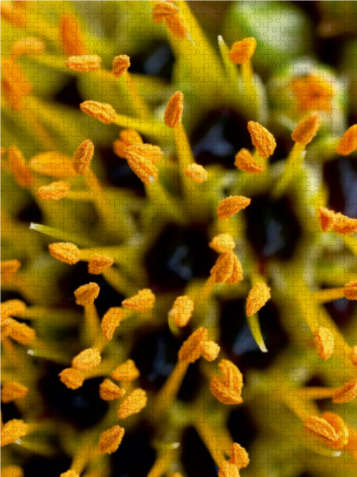 Staubgefäße der Aloe - CALVENDO Foto-Puzzle - calvendoverlag 39.99