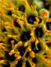 Staubgefäße der Aloe - CALVENDO Foto-Puzzle - calvendoverlag 39.99