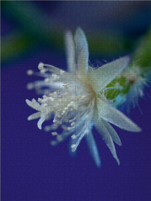 Kaktusblüte (Rhipsalis) - CALVENDO Foto-Puzzle - calvendoverlag 39.99