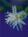 Kaktusblüte (Rhipsalis) - CALVENDO Foto-Puzzle - calvendoverlag 39.99