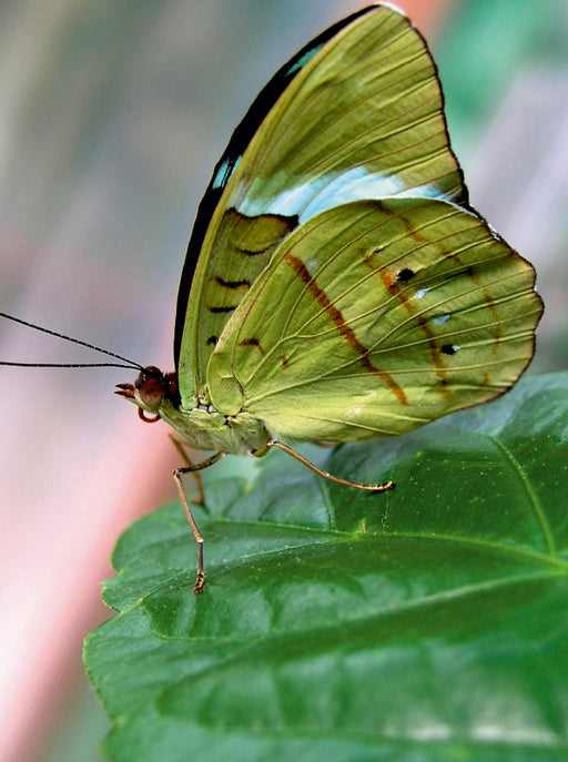 Tropischer Schmetterling - CALVENDO Foto-Puzzle - calvendoverlag 39.99