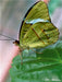 Tropischer Schmetterling - CALVENDO Foto-Puzzle - calvendoverlag 39.99