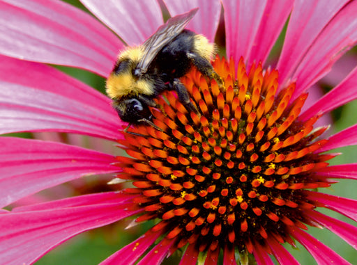 Hummel auf Echinacea - CALVENDO Foto-Puzzle - calvendoverlag 39.99