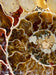Ammonit - CALVENDO Foto-Puzzle - calvendoverlag 39.99