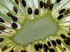 Kiwi-Makro - CALVENDO Foto-Puzzle - calvendoverlag 39.99