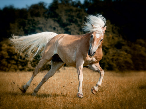 Haflinger - CALVENDO Foto-Puzzle - calvendoverlag 39.99