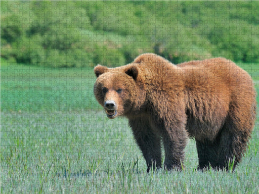 Braunbär in Alaska - CALVENDO Foto-Puzzle - calvendoverlag 39.99