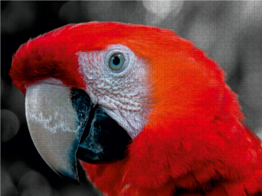 Gesichter - Papagei Ara - CALVENDO Foto-Puzzle - calvendoverlag 29.99