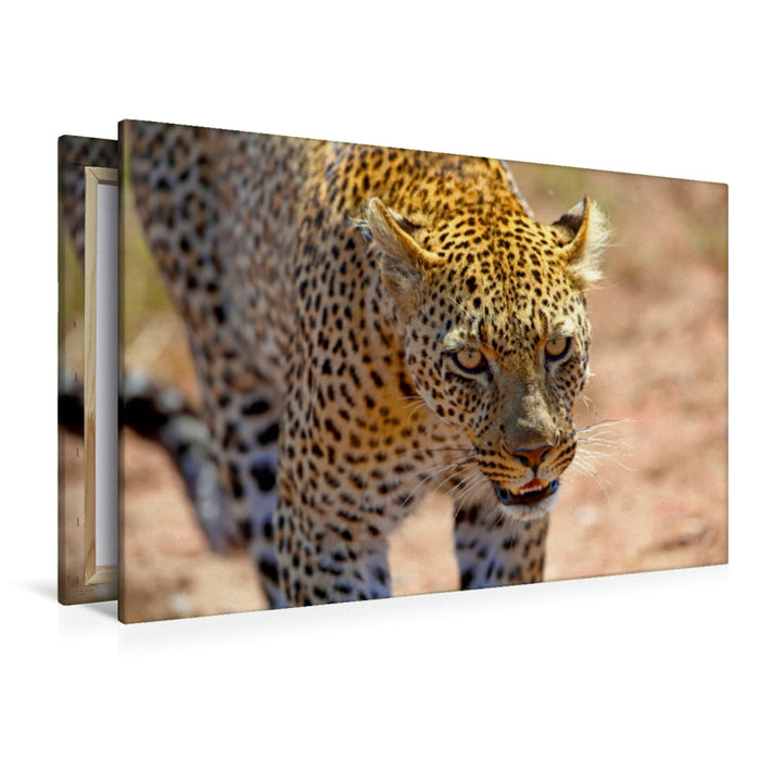 Premium Textil-Leinwand Premium Textil-Leinwand 120 cm x 80 cm quer Leopard in der Serengeti