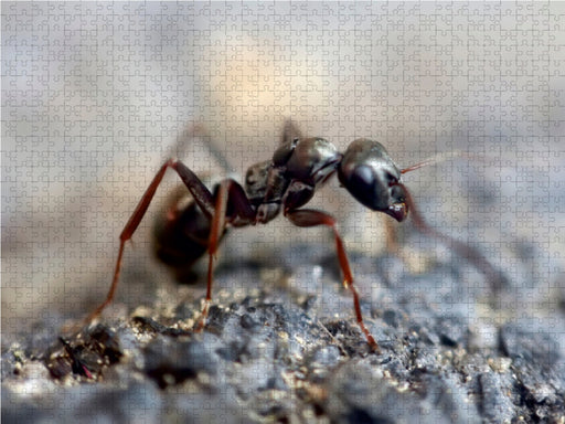 Ameisen - Ordnung im Durcheinander - CALVENDO Foto-Puzzle - calvendoverlag 29.99