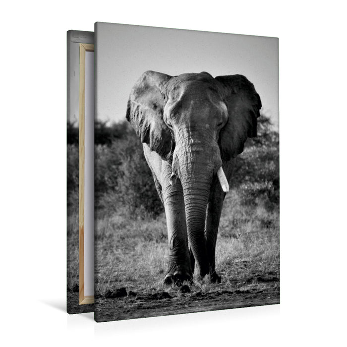 Premium Textil-Leinwand Premium Textil-Leinwand 80 cm x 120 cm  hoch Elefantenbulle im Etosha Park