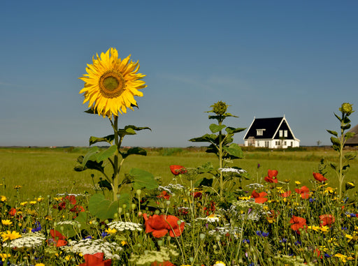 Sommer auf der Insel - CALVENDO Foto-Puzzle - calvendoverlag 29.99