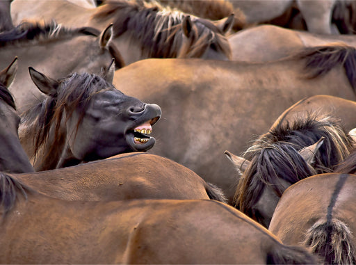 Darf ich bitte einmal durch - CALVENDO Foto-Puzzle - calvendoverlag 39.99