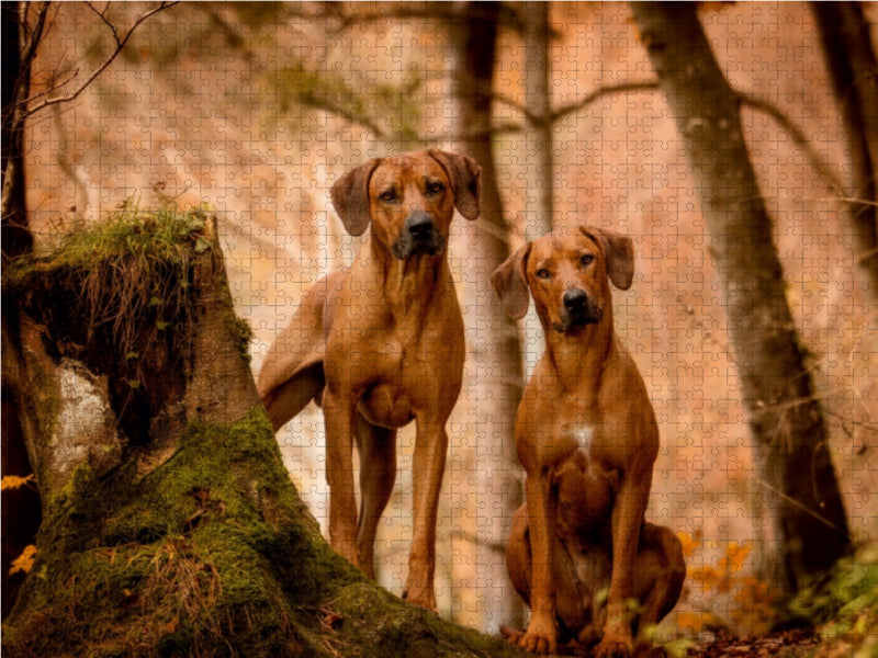 Rhodesian Ridgeback - Herzen auf vier Pfoten - CALVENDO Foto-Puzzle - calvendoverlag 29.99