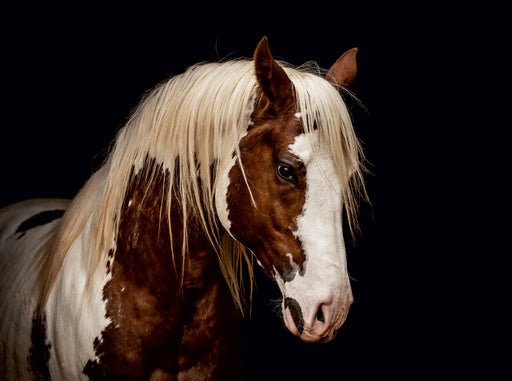 Paint Horse Hengst - CALVENDO Foto-Puzzle - calvendoverlag 39.99
