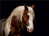 Paint Horse Hengst - CALVENDO Foto-Puzzle - calvendoverlag 39.99