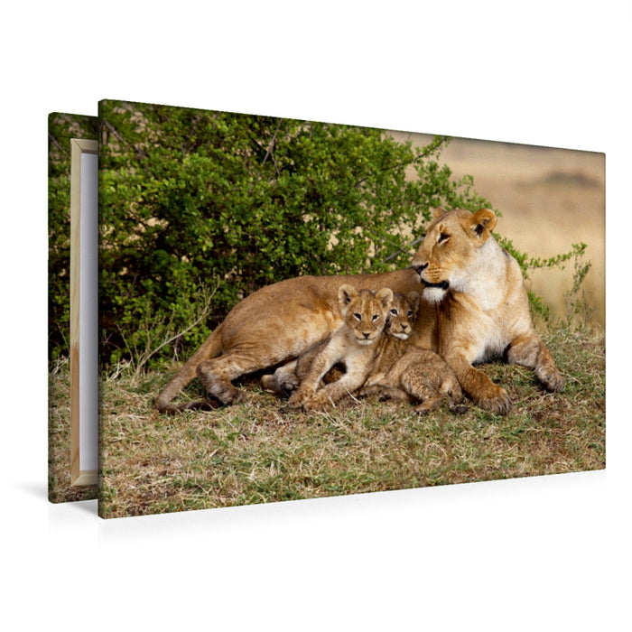 Toile textile premium Toile textile premium 120 cm x 80 cm paysage Lions, Masai Mara, Kenya 