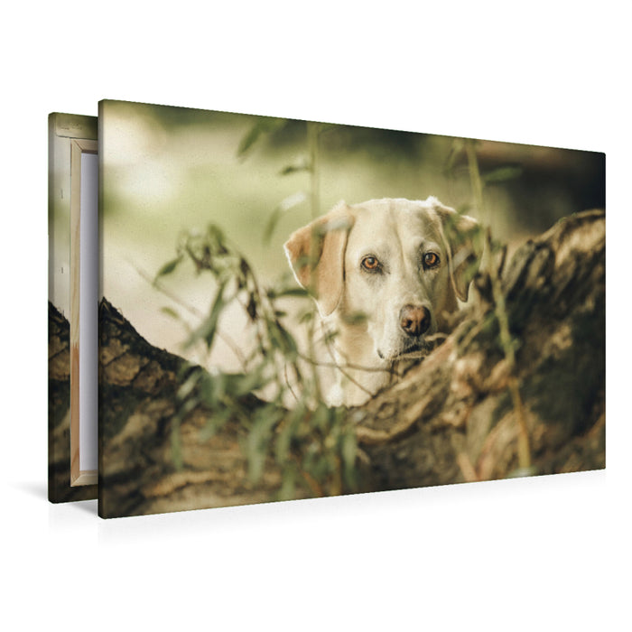 Premium Textil-Leinwand Premium Textil-Leinwand 120 cm x 80 cm quer Labrador im Gebüsch