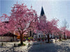 Kirschbaumblüte auf dem Domplatz von Eichstätt - CALVENDO Foto-Puzzle - calvendoverlag 29.99
