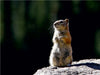 Chipmunk - CALVENDO Foto-Puzzle - calvendoverlag 29.99