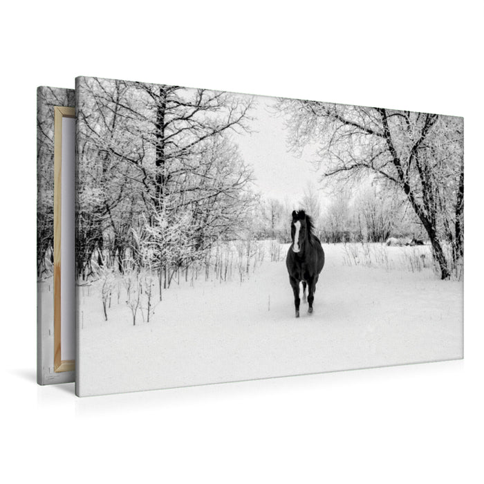 Premium Textil-Leinwand Premium Textil-Leinwand 120 cm x 80 cm quer Wildpferd im Schnee