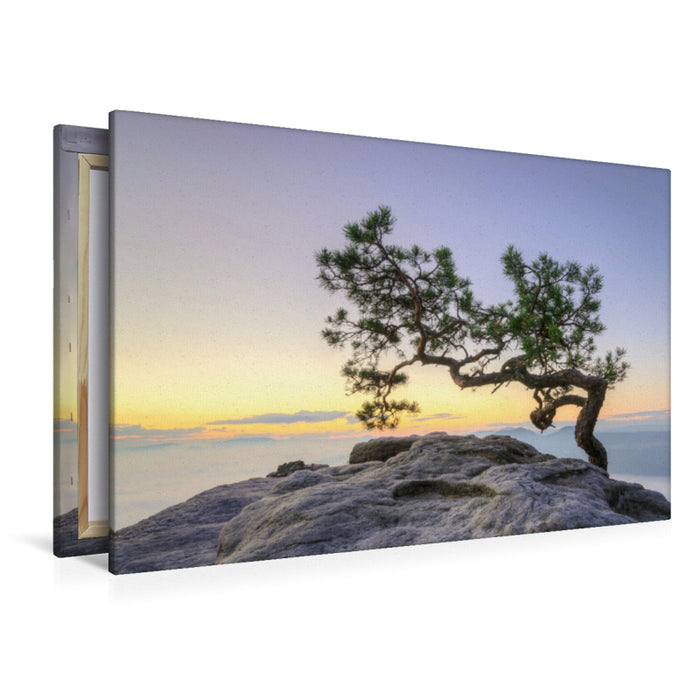 Premium textile canvas Premium textile canvas 120 cm x 80 cm landscape Pine on the Lilienstein 