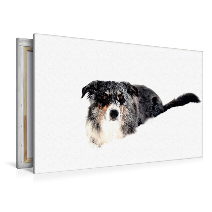 Premium Textil-Leinwand Premium Textil-Leinwand 120 cm x 80 cm quer Ein Motiv aus dem Kalender Border Collies