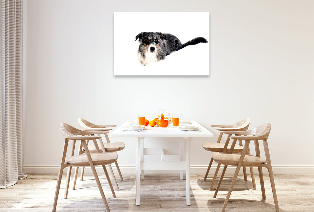 Premium Textil-Leinwand Premium Textil-Leinwand 120 cm x 80 cm quer Ein Motiv aus dem Kalender Border Collies