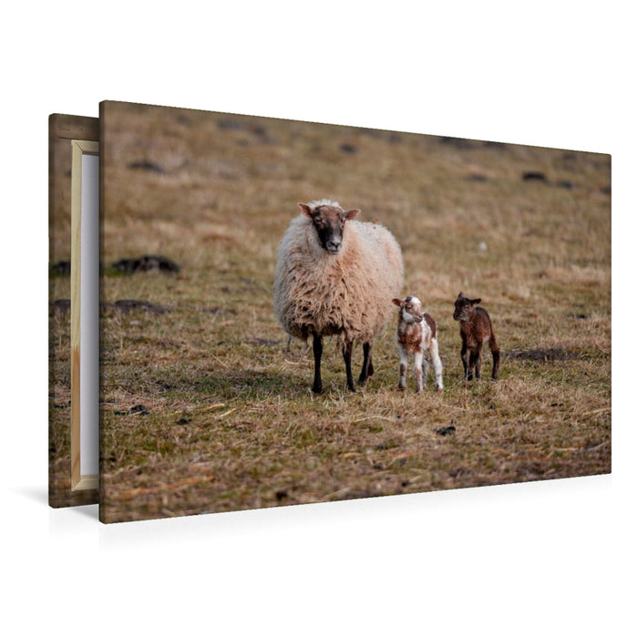 Premium Textil-Leinwand Premium Textil-Leinwand 120 cm x 80 cm quer Ein Motiv aus dem Kalender Schafe und Lämmer