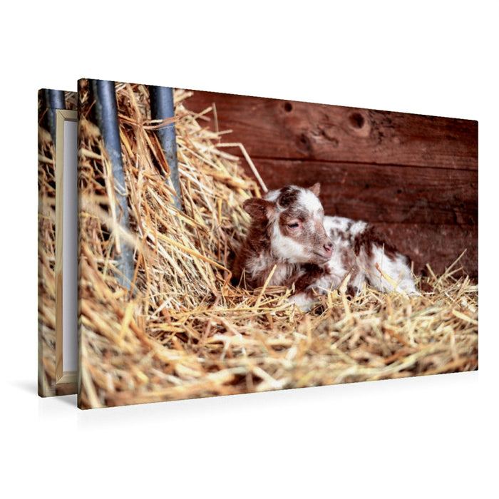 Toile textile premium Toile textile premium 120 cm x 80 cm paysage Un motif du calendrier Moutons et agneaux 