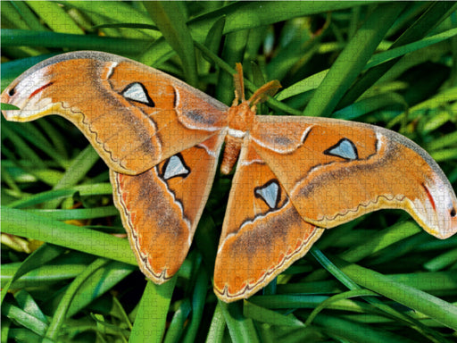 Atlasfalter - Attacus atlas - CALVENDO Foto-Puzzle - calvendoverlag 29.99