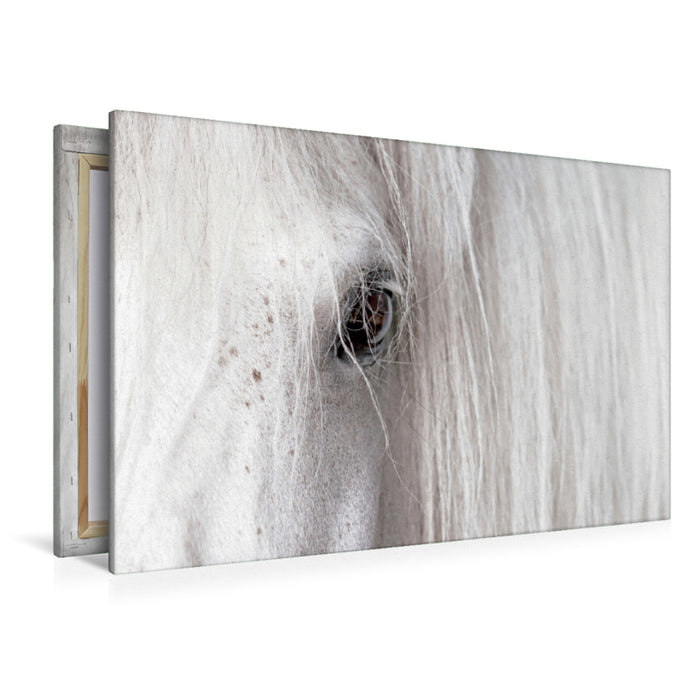 Premium Textil-Leinwand Premium Textil-Leinwand 120 cm x 80 cm quer El Madour, Vollbart Pferd in seiner Box