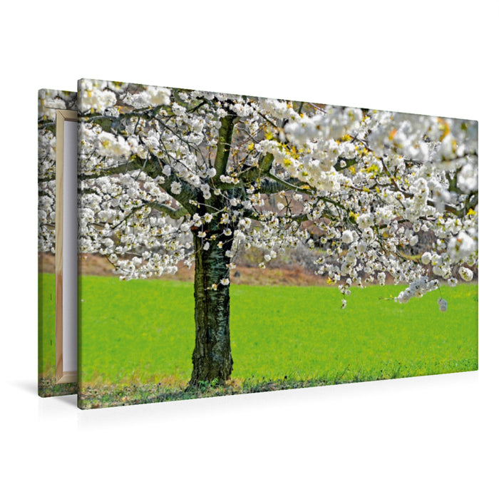 Premium Textil-Leinwand Premium Textil-Leinwand 120 cm x 80 cm quer Apfelbaum in der Blüte