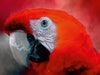 Mein bunter Papagei - CALVENDO Foto-Puzzle - calvendoverlag 29.99